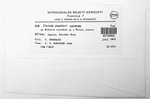 Elsinoe chandleri image